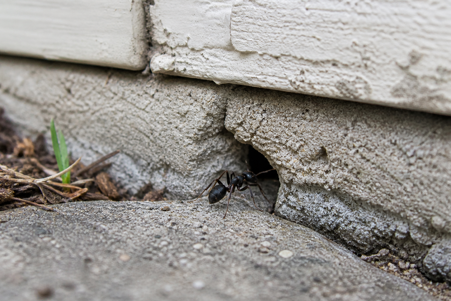 ant nesting locations Hawaii